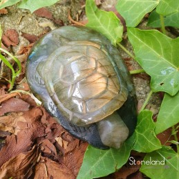 Labradorite Tortue