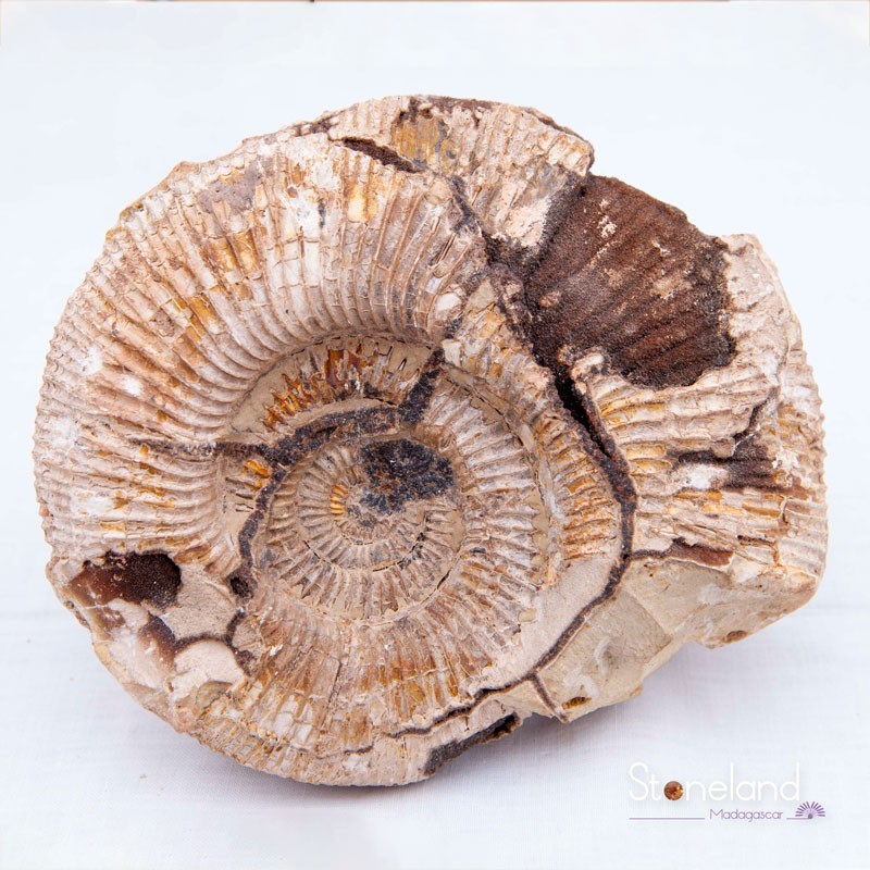 Pierre forme libre - Ammonite