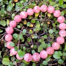 Bracelet - Rhodochrosite