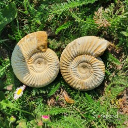 Pierre forme libre - Ammonite