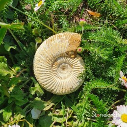 Pierre forme libre - Ammonite